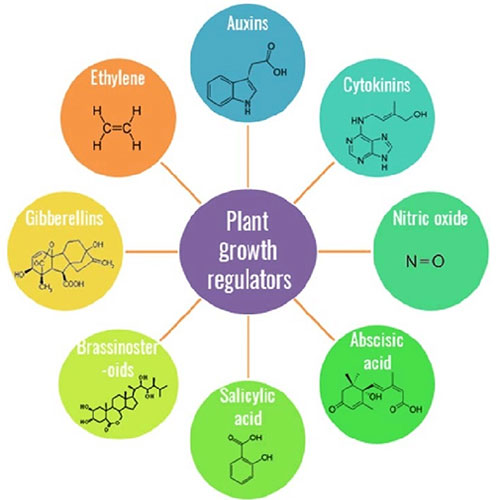 Types of Plant Growth Regulators