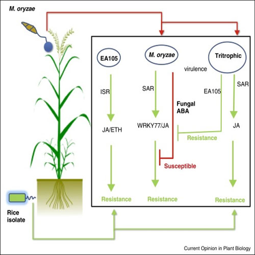 Plant Growth Regulator Function