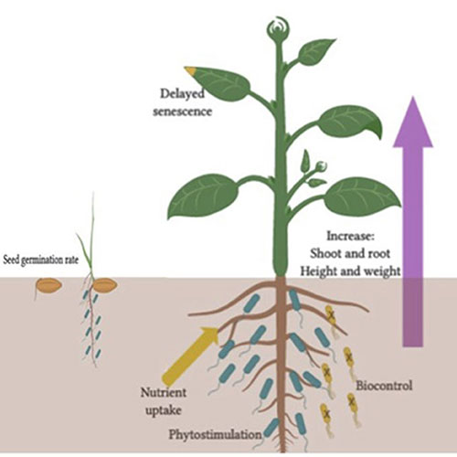 Plant Growth Regulator Characteristics